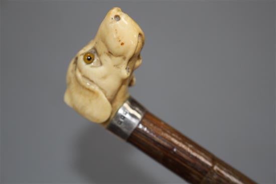 A walking stick, the ivory handle carved as a dogs head with glass eyes, silver collar, London 1918, overall length 84cm
